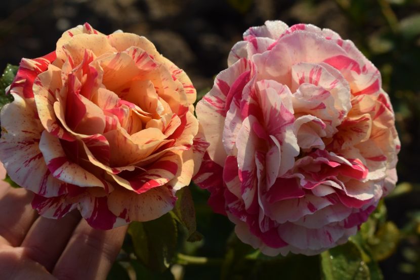  - TRANDAFIR VARA 2018 IV