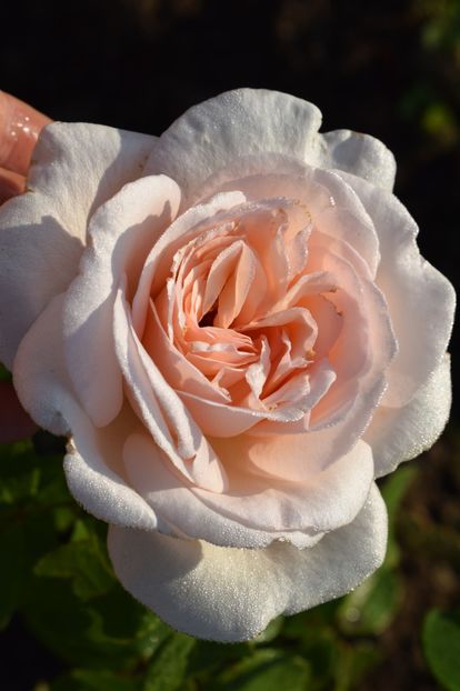  - TRANDAFIR VARA 2018 IV