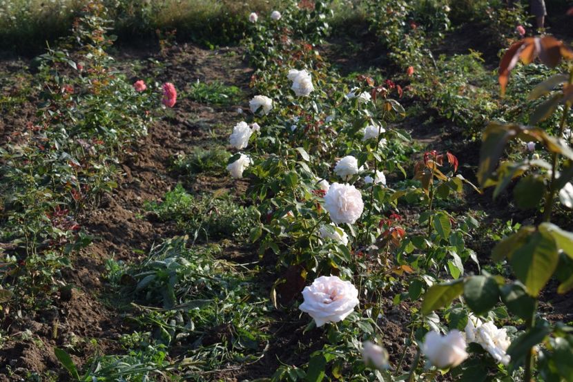  - TRANDAFIR VARA 2018 IV