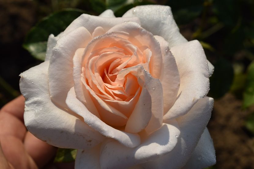  - TRANDAFIR VARA 2018 IV