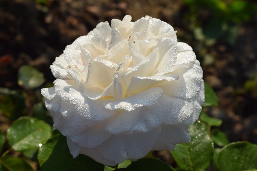  - TRANDAFIR VARA 2018 IV