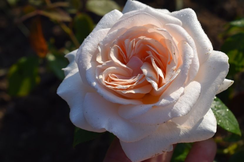  - TRANDAFIR VARA 2018 IV