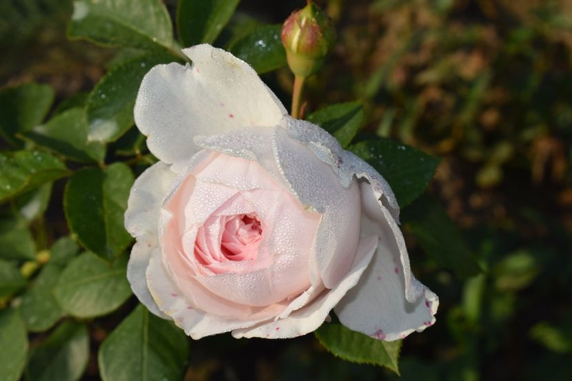  - TRANDAFIR VARA 2018 IV