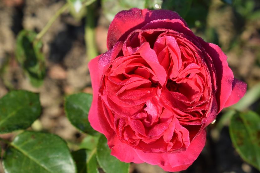  - TRANDAFIR VARA 2018 IV