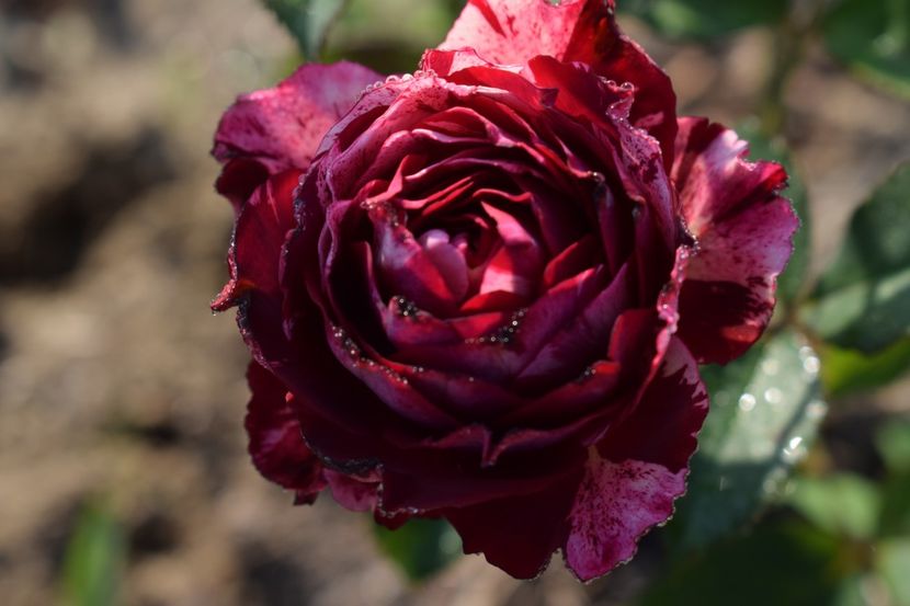  - TRANDAFIR VARA 2018 IV