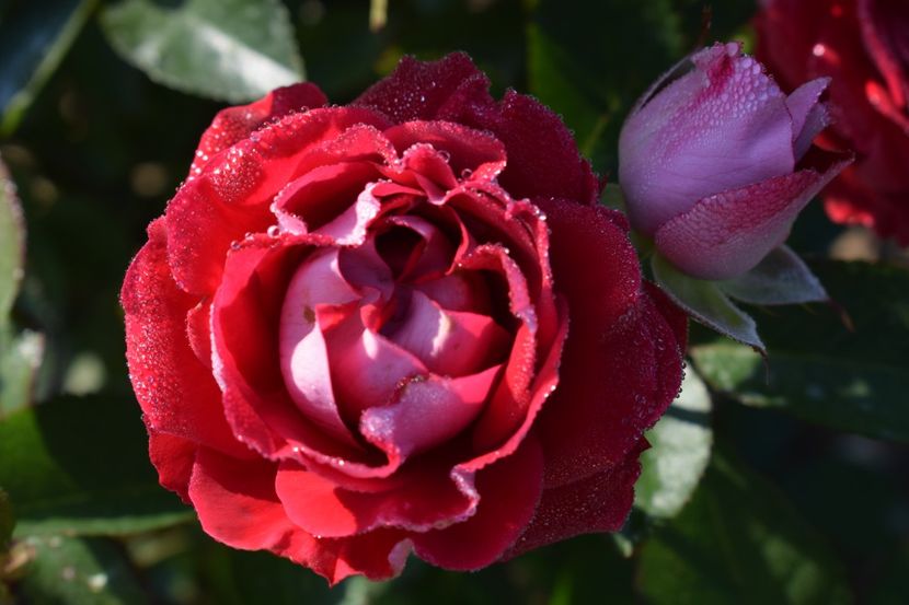  - TRANDAFIR VARA 2018 IV