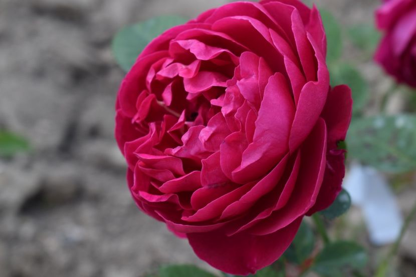  - TRANDAFIR VARA 2018 IV