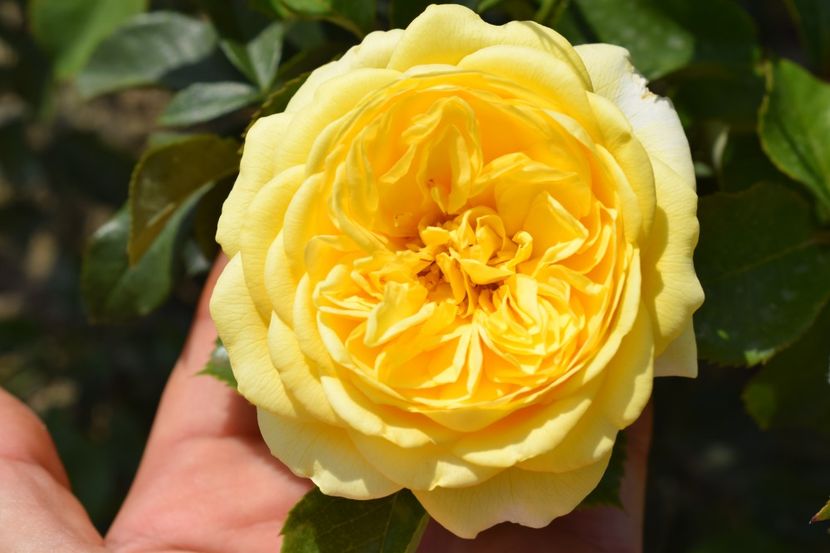  - TRANDAFIR VARA 2018 IV