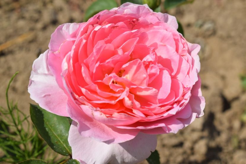  - TRANDAFIR VARA 2018 IV