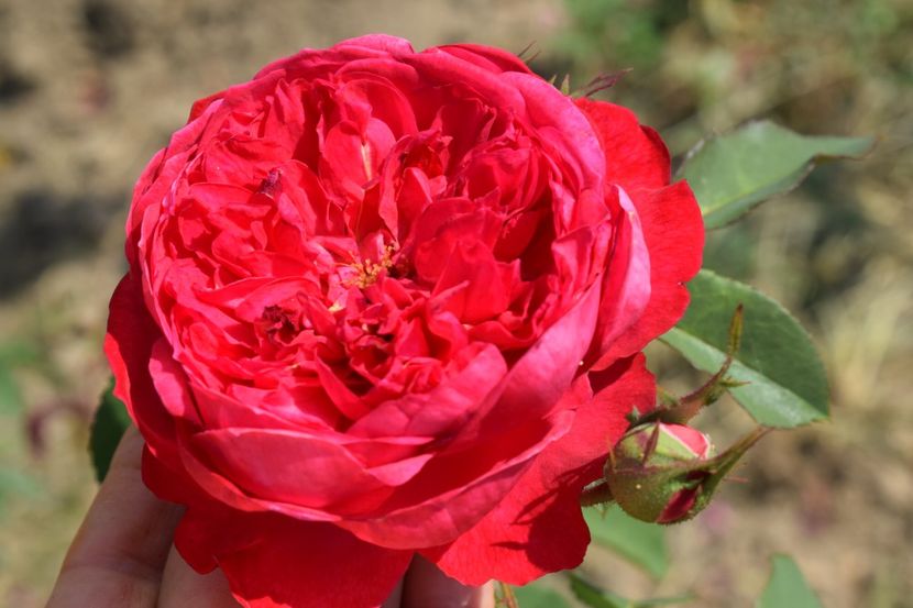  - TRANDAFIR VARA 2018 IV