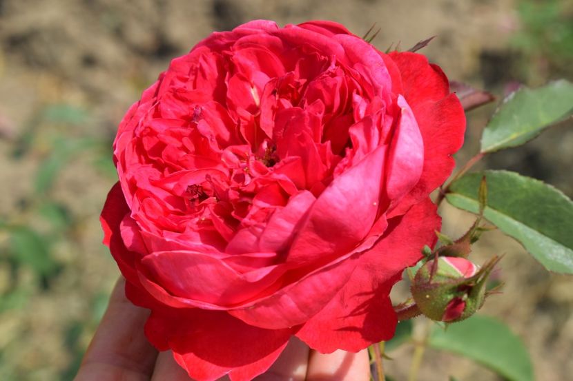  - TRANDAFIR VARA 2018 IV