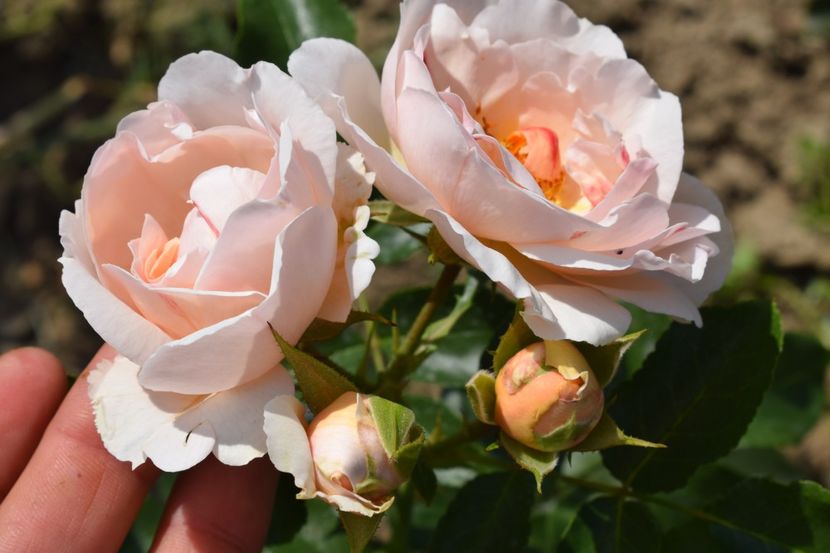  - TRANDAFIR VARA 2018 IV