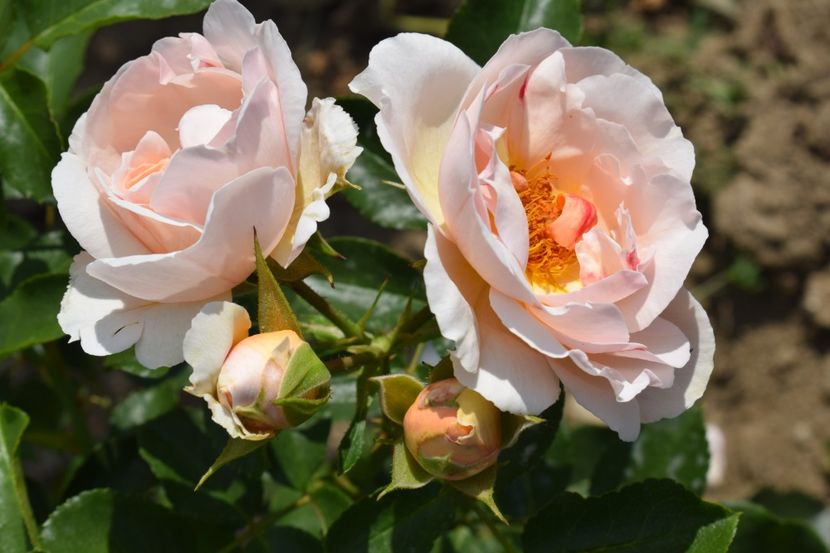  - TRANDAFIR VARA 2018 IV