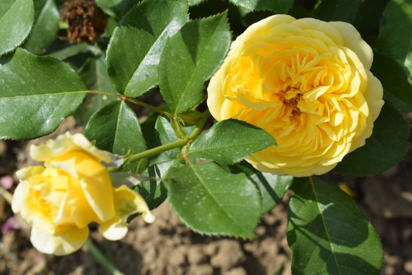  - TRANDAFIR VARA 2018 IV