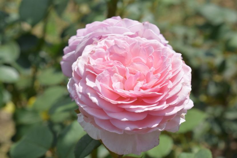  - TRANDAFIR VARA 2018 IV