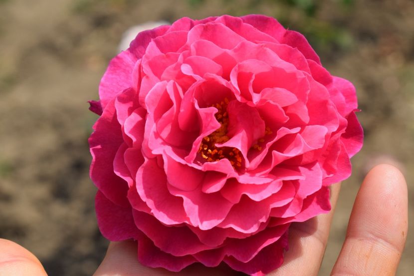  - TRANDAFIR VARA 2018 IV