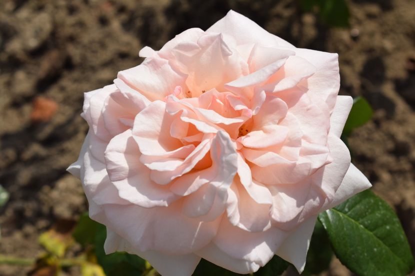  - TRANDAFIR VARA 2018 IV