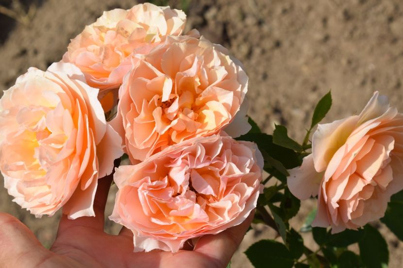  - TRANDAFIR VARA 2018 IV