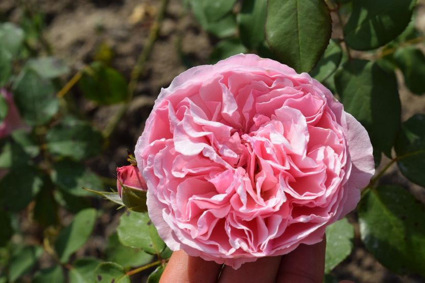  - TRANDAFIR VARA 2018 IV