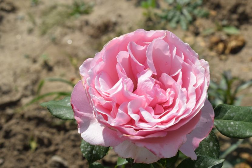  - TRANDAFIR VARA 2018 IV