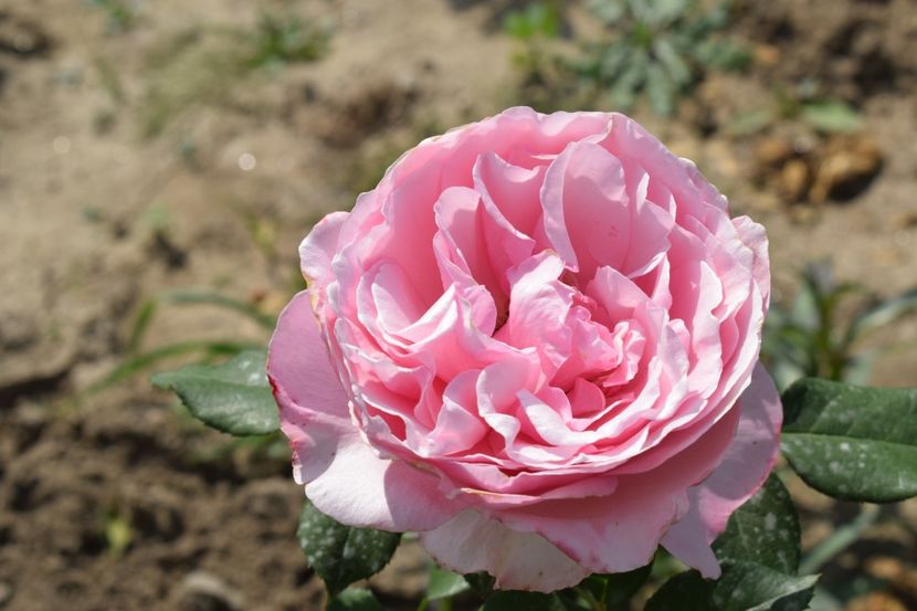  - TRANDAFIR VARA 2018 IV