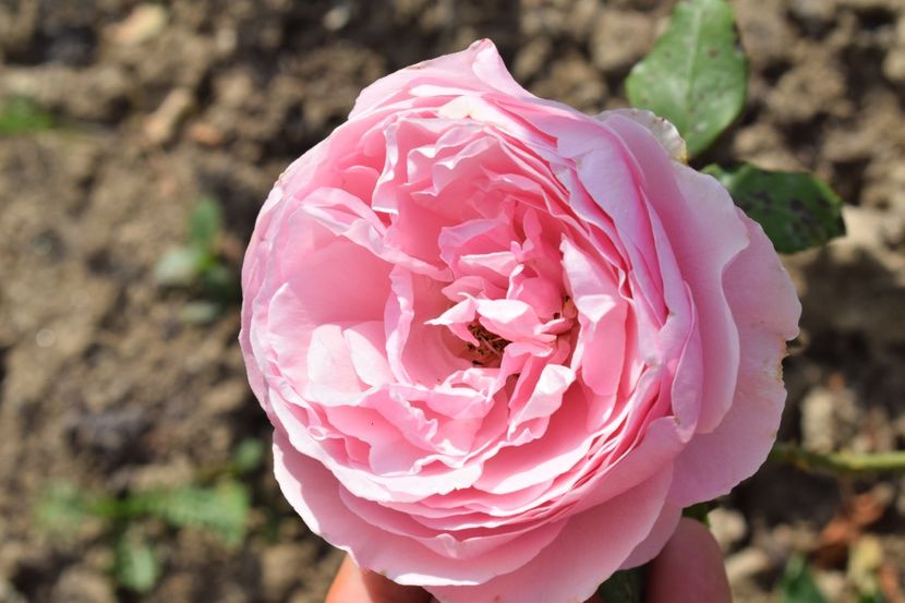  - TRANDAFIR VARA 2018 IV