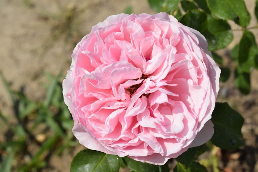  - TRANDAFIR VARA 2018 IV