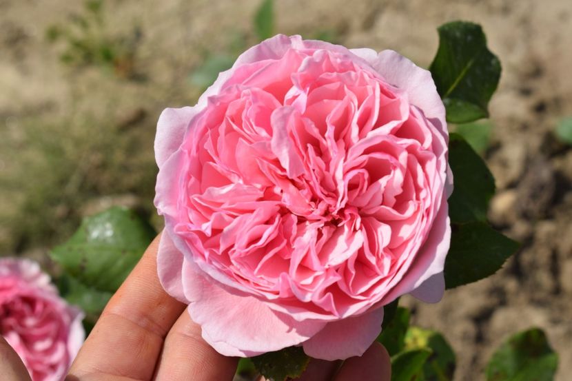  - TRANDAFIR VARA 2018 IV