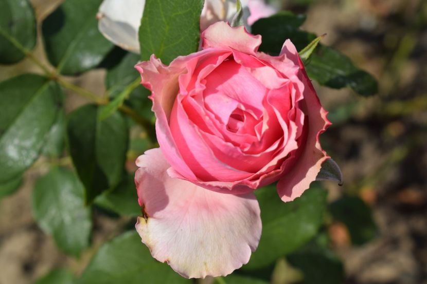  - TRANDAFIR VARA 2018 IV