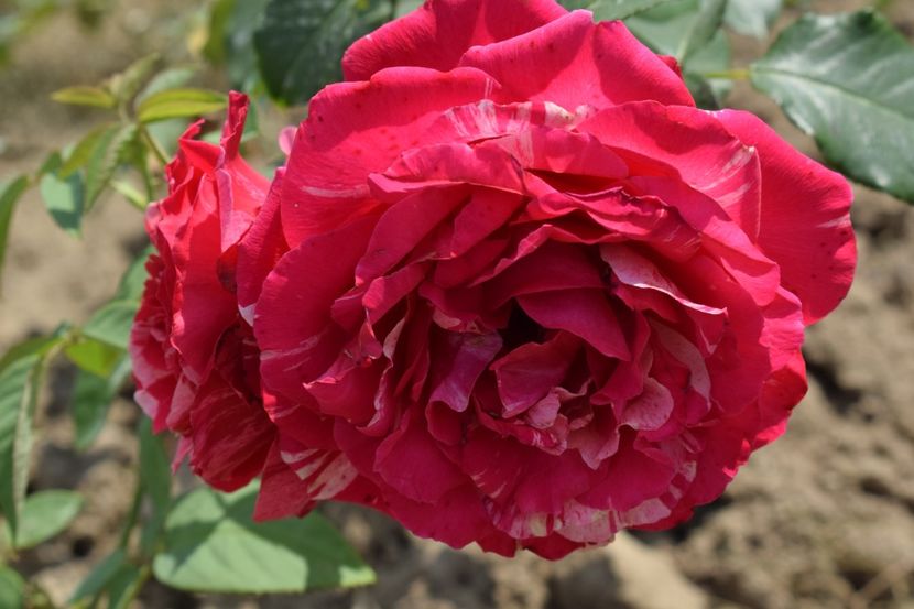  - TRANDAFIR VARA 2018 IV