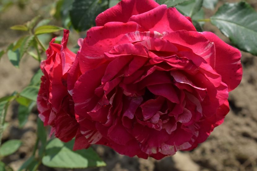  - TRANDAFIR VARA 2018 IV