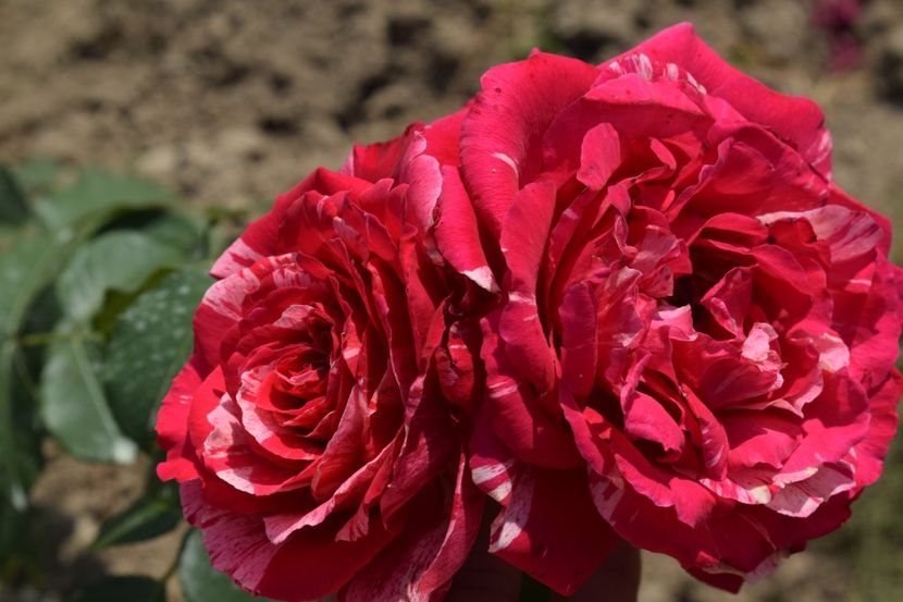  - TRANDAFIR VARA 2018 IV