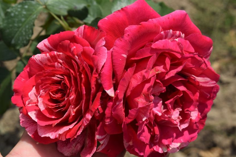  - TRANDAFIR VARA 2018 IV