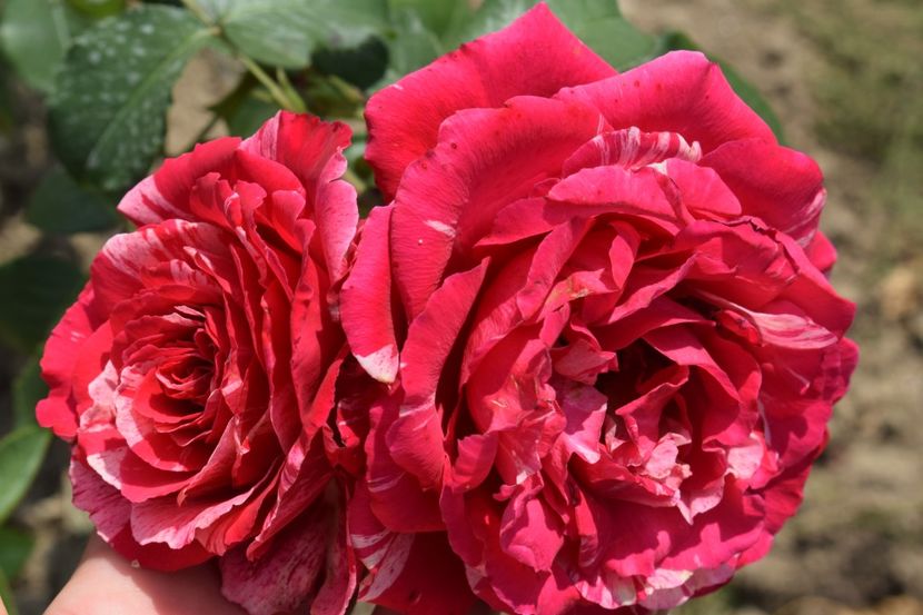  - TRANDAFIR VARA 2018 IV