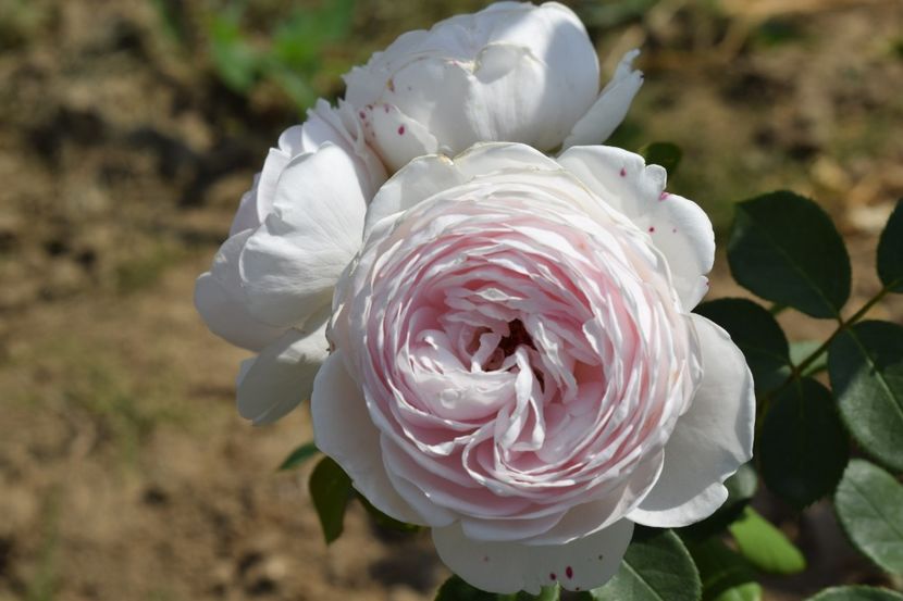  - TRANDAFIR VARA 2018 IV