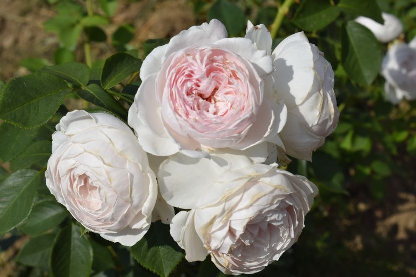  - TRANDAFIR VARA 2018 IV