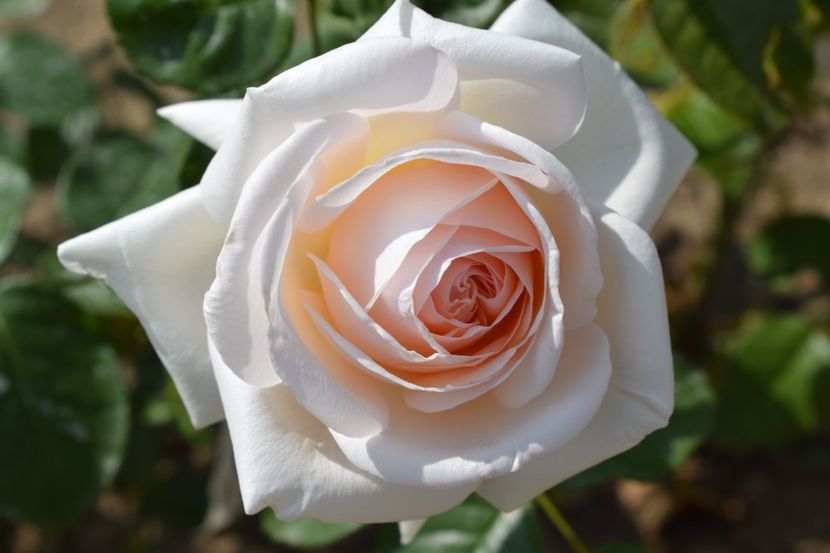  - TRANDAFIR VARA 2018 IV