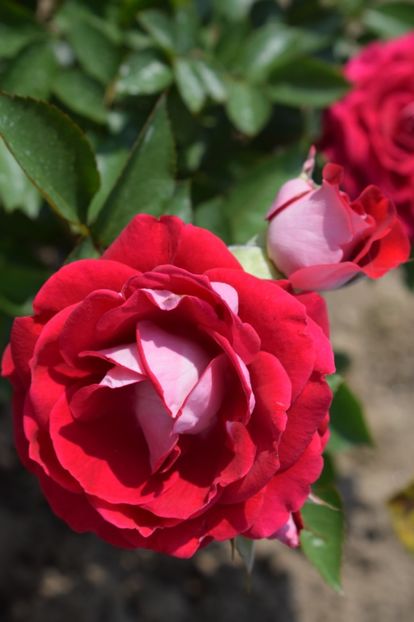  - TRANDAFIR VARA 2018 IV