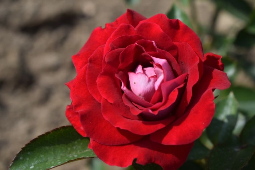  - TRANDAFIR VARA 2018 IV