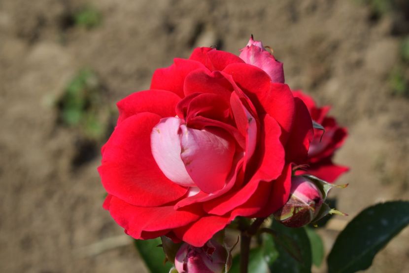  - TRANDAFIR VARA 2018 IV