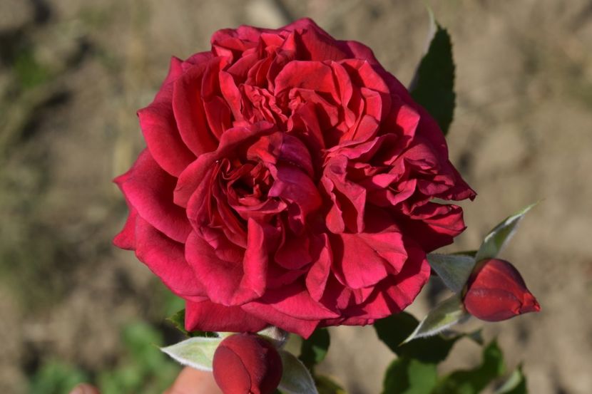  - TRANDAFIR VARA 2018 IV