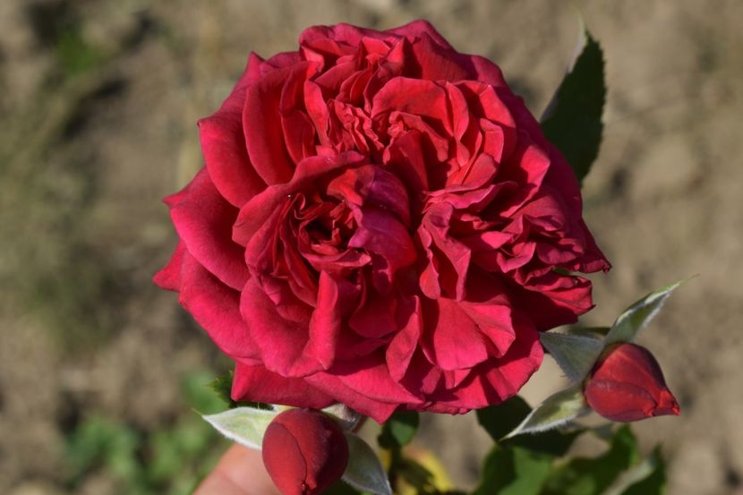  - TRANDAFIR VARA 2018 IV