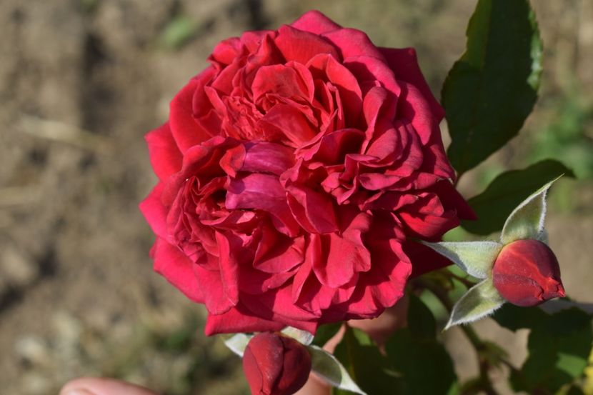  - TRANDAFIR VARA 2018 IV