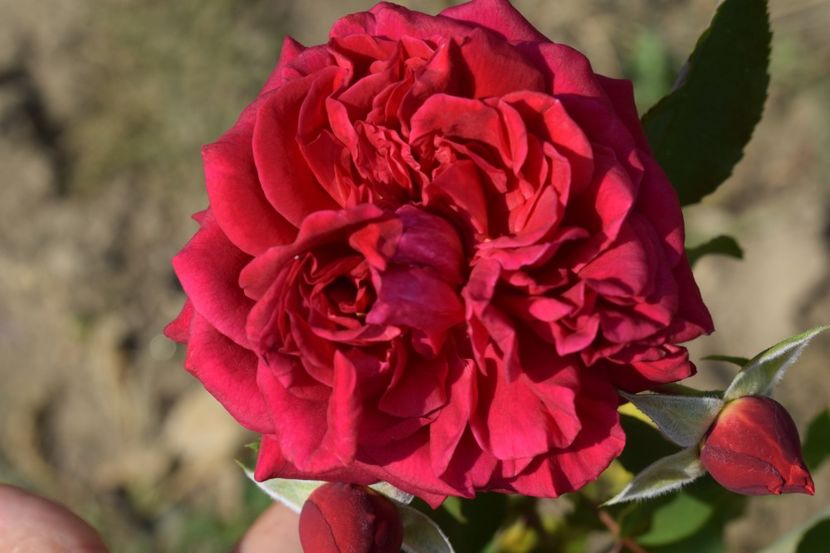  - TRANDAFIR VARA 2018 IV