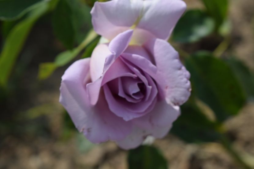  - TRANDAFIR VARA 2018 IV