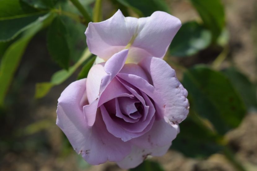  - TRANDAFIR VARA 2018 IV