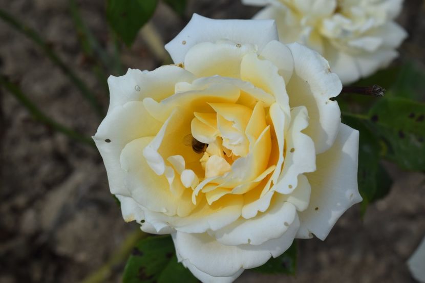  - TRANDAFIR VARA 2018 IV