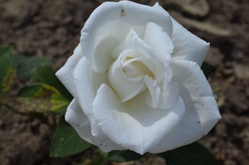  - TRANDAFIR VARA 2018 IV