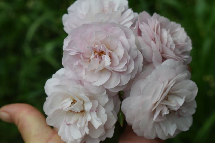  - TRANDAFIR VARA 2018 IV