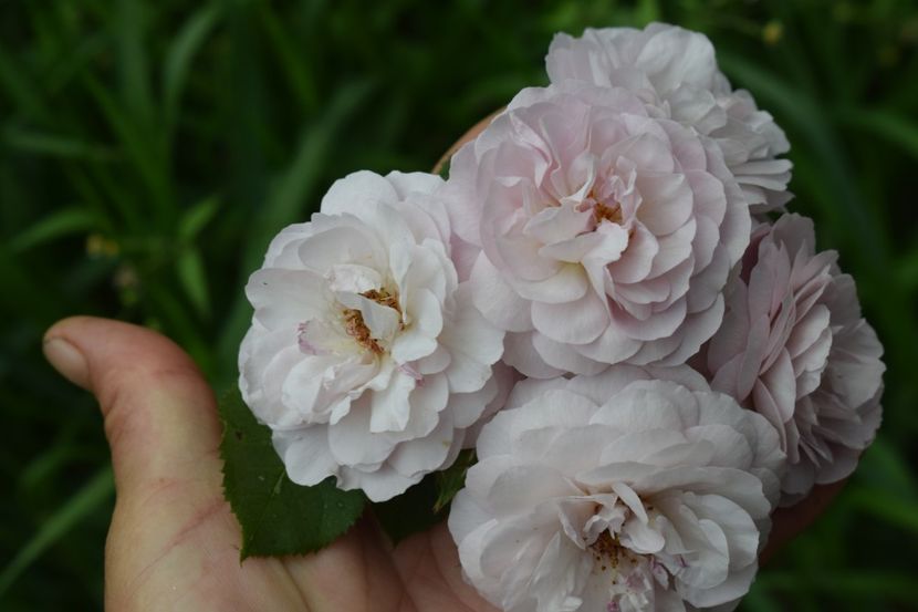  - TRANDAFIR VARA 2018 IV